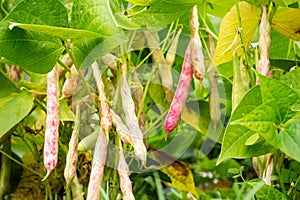 Ripe kidney bean growing on farm.Â Bush with bunch of podsÂ of haricot plant.